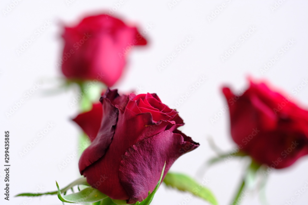 Fototapeta red rose flower arrangement