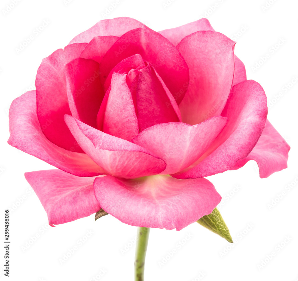 One Pink Flower Isolated on White Background Stock Photo - Image