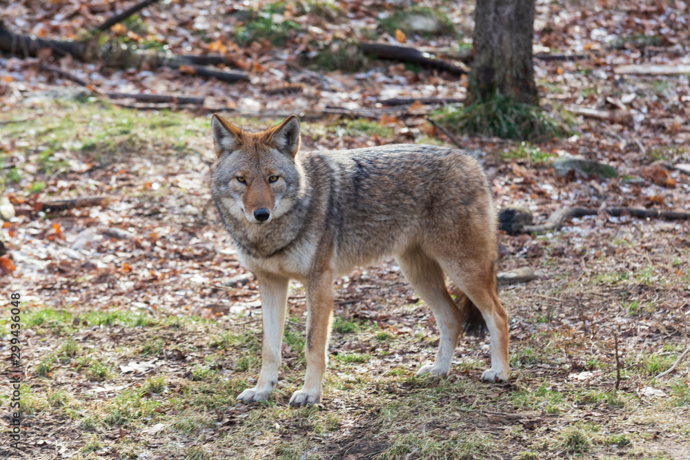 A lone coyote in the woods