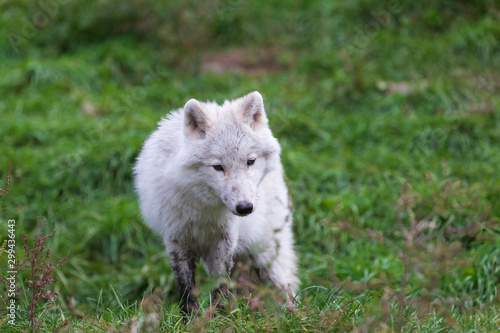 An Arctic Wolf