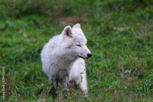 An Arctic Fox