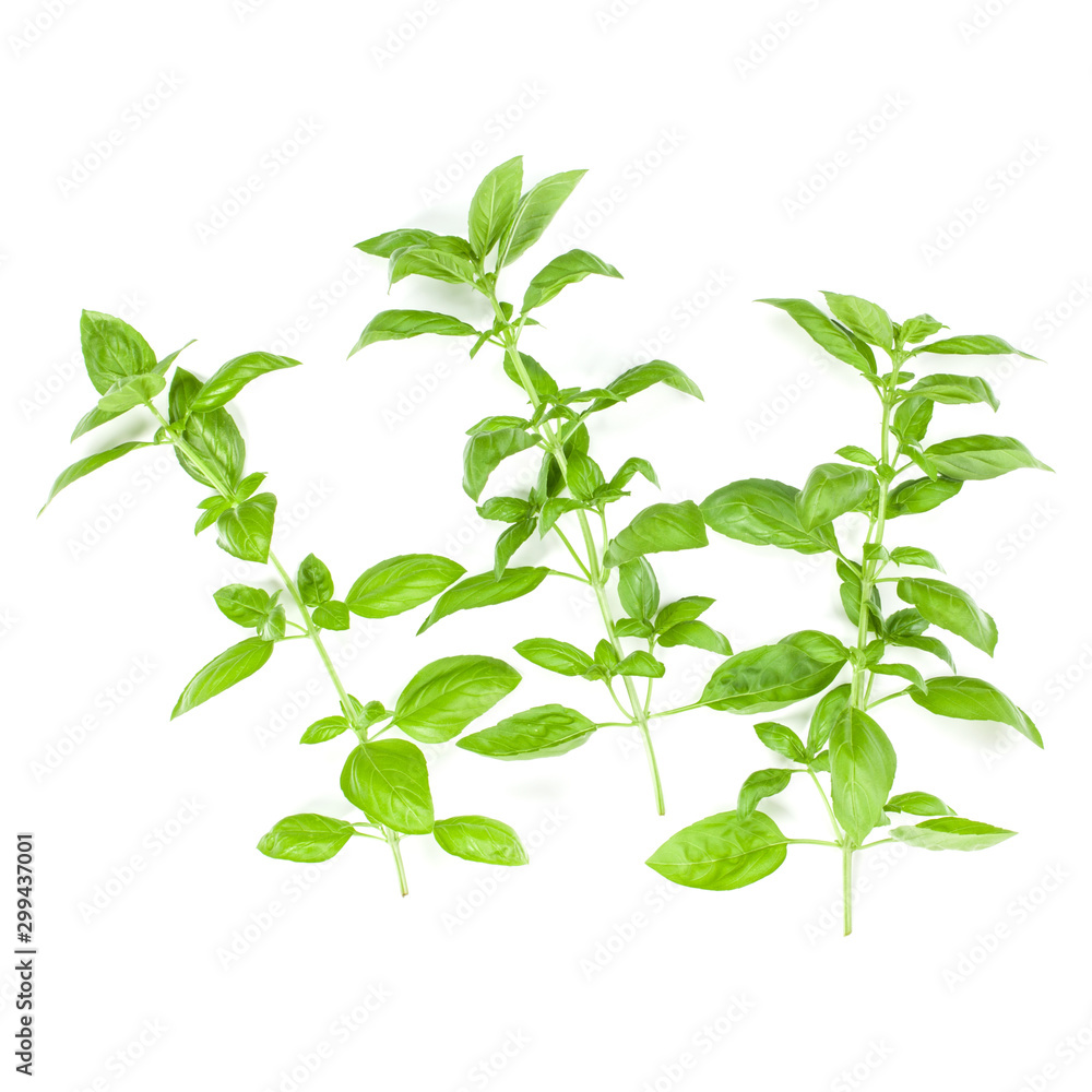 Sweet Genovese basil branch isolated on white background. Flat, Top view. Sweet Genovese basil branch isolated on white background. Flat, Top view.