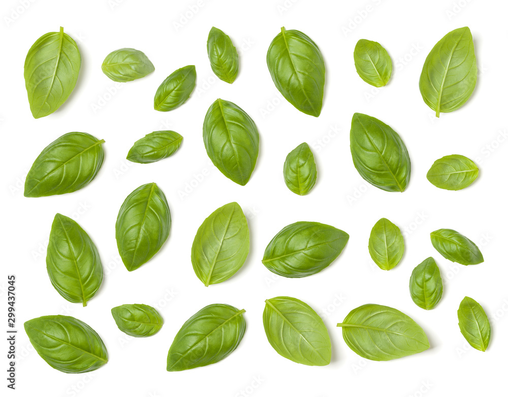 Creative layout made of Sweet Basil herb leaves isolated on white background. Flat lay, top view. Food ingredient pattern. Creative layout made of Sweet Basil herb leaves isolated on white background. Flat lay, top view. Food ingredient pattern.