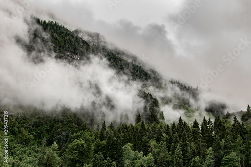 beautiful nature: fog in the forest on the mountain