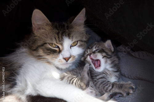 Wallpaper Mural Kocia mama Torontodigital.ca