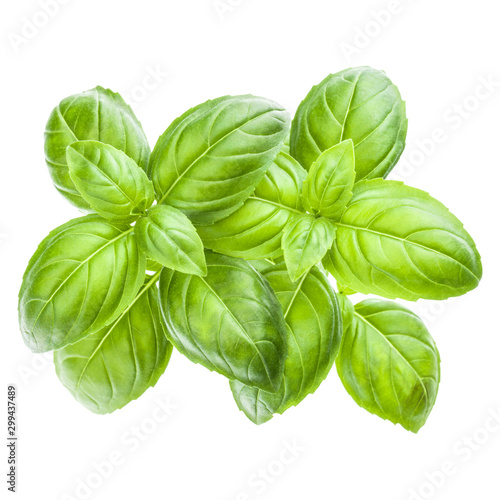 Fresh sweet Genovese basil leaves isolated on white background cutout.