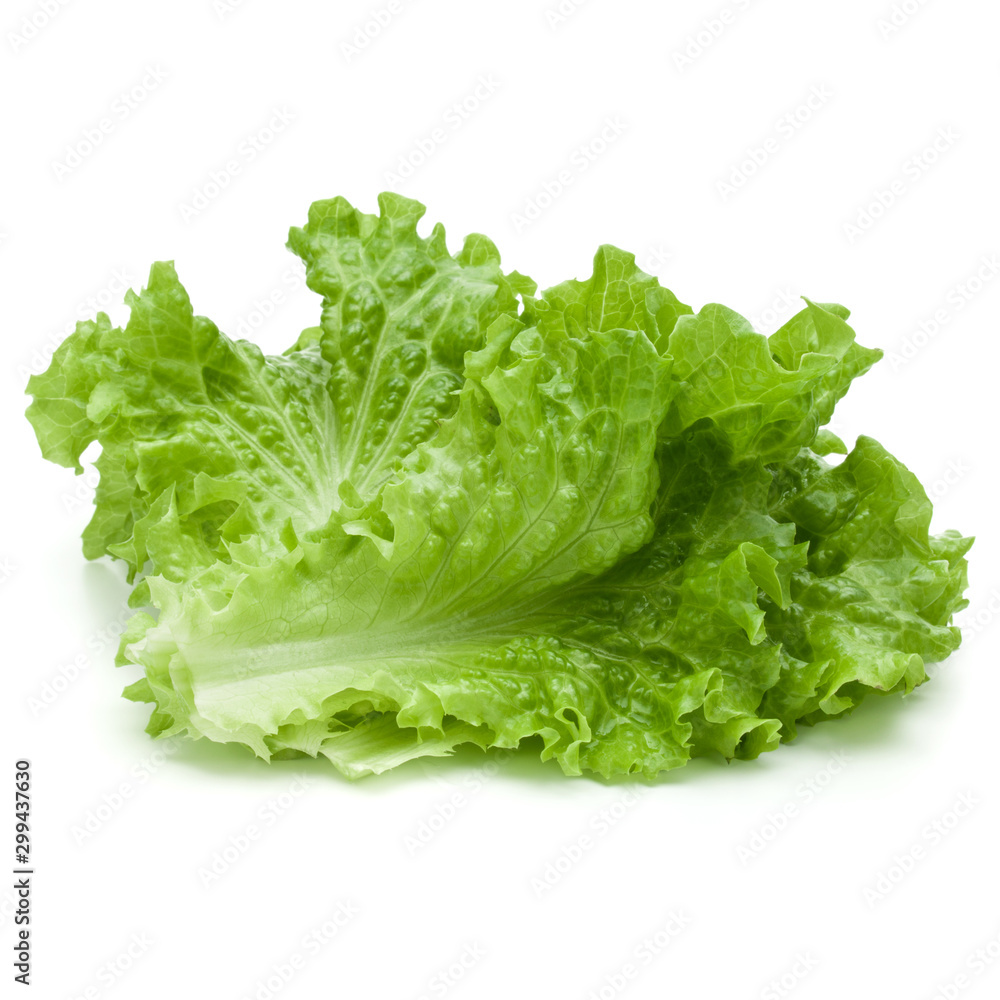 fresh green lettuce salad leaves isolated on white background fresh green lettuce salad leaves isolated on white background