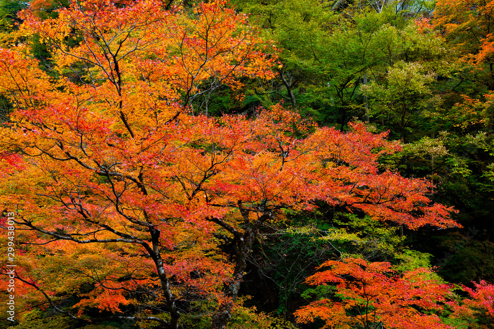 Nakatsu valley