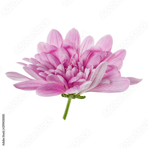 one chrysanthemum flower head isolated on white background closeup. Garden flower, no shadows, top view, flat lay.