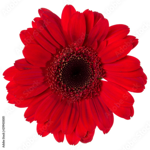 red gerbera flower head isolated on white background closeup. Gerbera in air, without shadow. Top view, flat lay. © Natika