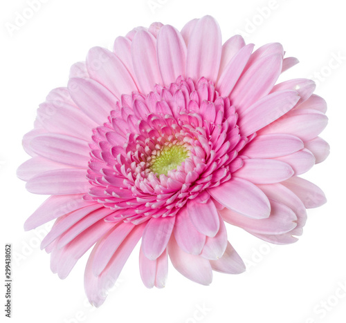   pink gerbera flower head isolated on white background closeup. Gerbera in air  without shadow. Top view  flat lay.