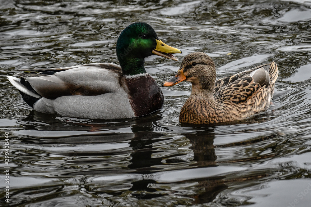 Obraz premium Mallard, Mallards, Dake Swilling on the water