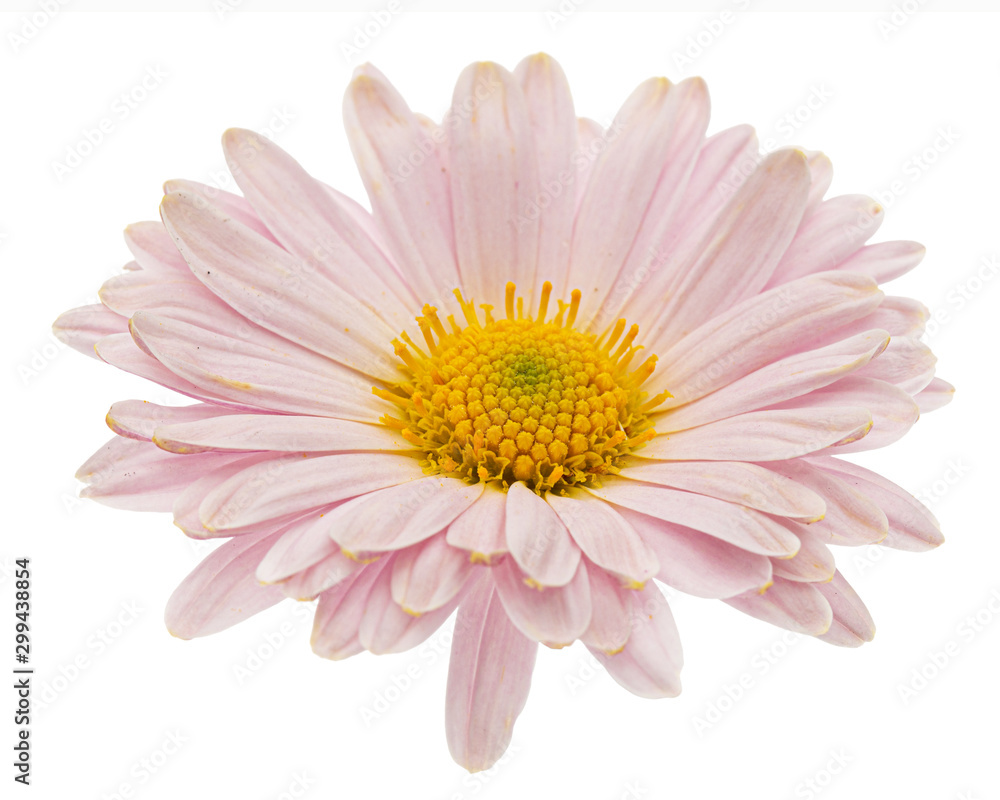 Pink chrysanthemum flower, isolated on white background