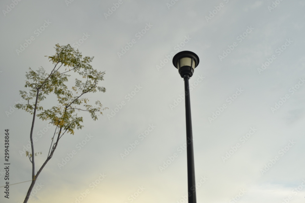 Árbol, cielo y luz