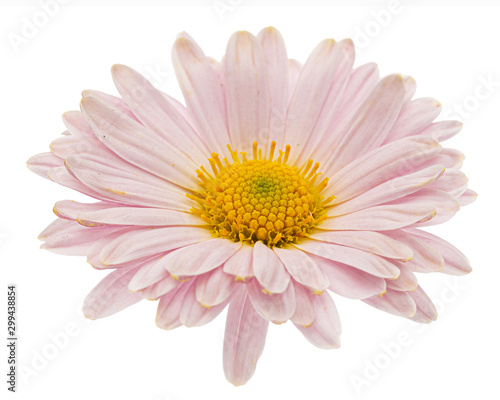 Pink chrysanthemum flower  isolated on white background