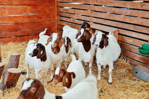 Foto Alpine European white goats on a farm