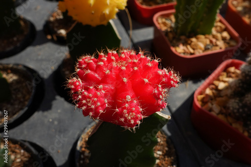 Cactus collection in small flower pots.