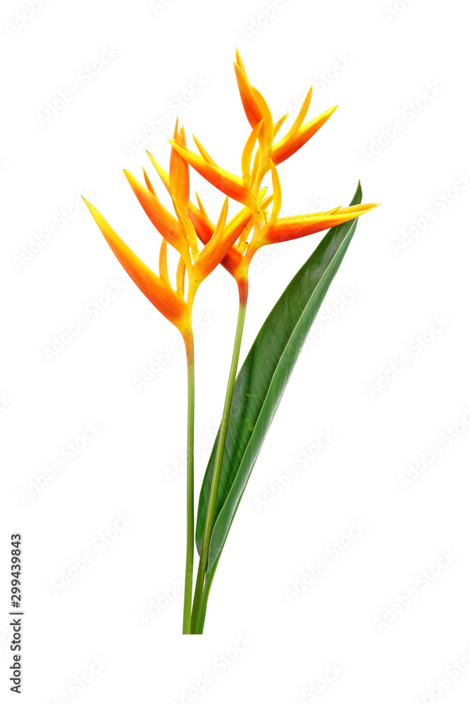Heliconia flower isolated on white background. Ornamental flowers
