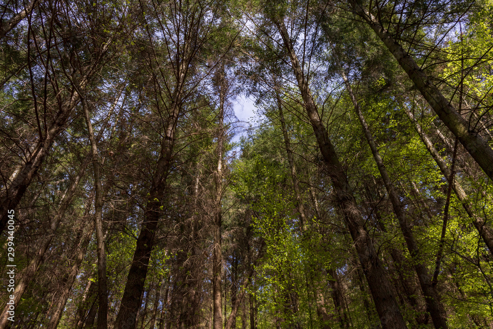 Tree tops in forest of Spessart in summer in Weilbach, Germany. Hiking in the woods Tree tops in forest of Spessart in summer in Weilbach, Germany. Hiking in the woods