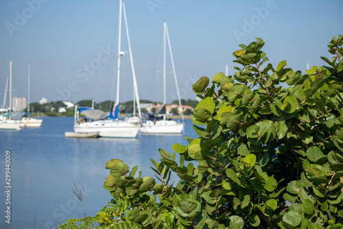Sailboats in bokeh background with green plant in focus in the foreground and space for copy