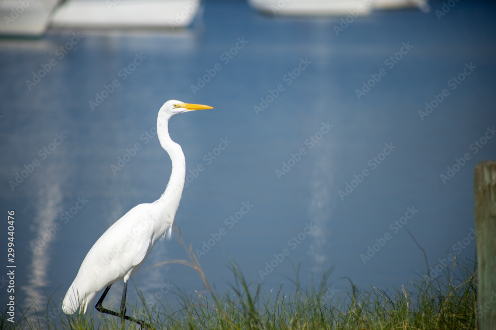 A great egret, also known as a great white heron, walking along a shore with calm water in the background. A great egret, also known as a great white heron, walking along a shore with calm water in the background.