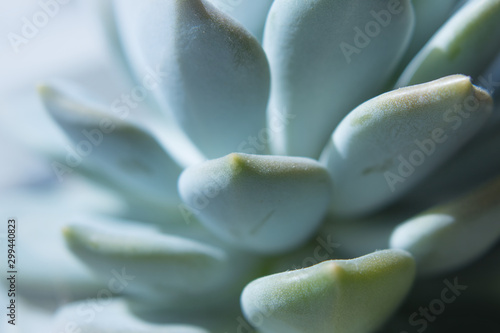 close-up photograhy of a succulent plant ith iridescent colors © Altagracia Art