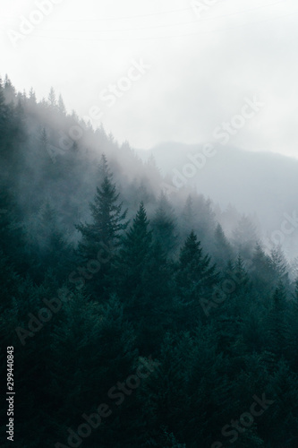 Foggy Trees © Elijah