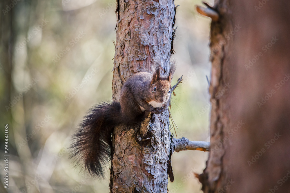 The red squirrel or Eurasian red squirrel,  Sciurus vulgaris