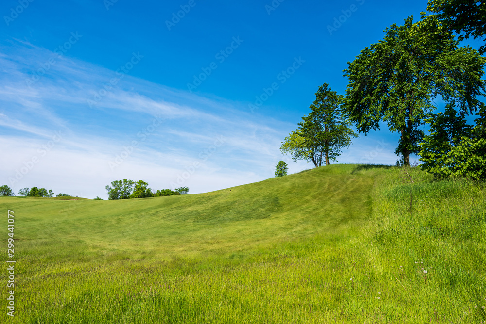 trees on a green hilly field