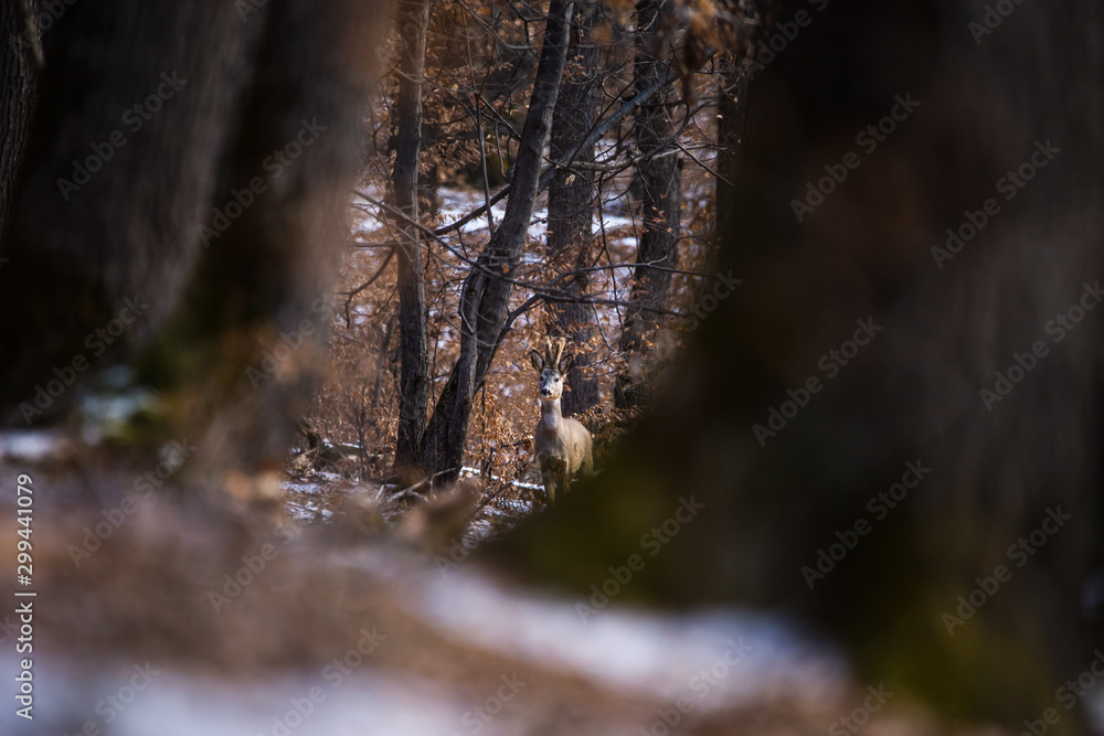 Obraz premium European roe deer (Capreolus capreolus). It is known as the western roe deer, chevreuil, or simply roe deer or roe, is a species of deer. The male of the species is sometimes referred to as a roebuck.