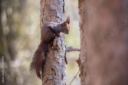 The red squirrel or Eurasian red squirrel,  Sciurus vulgaris © andrei