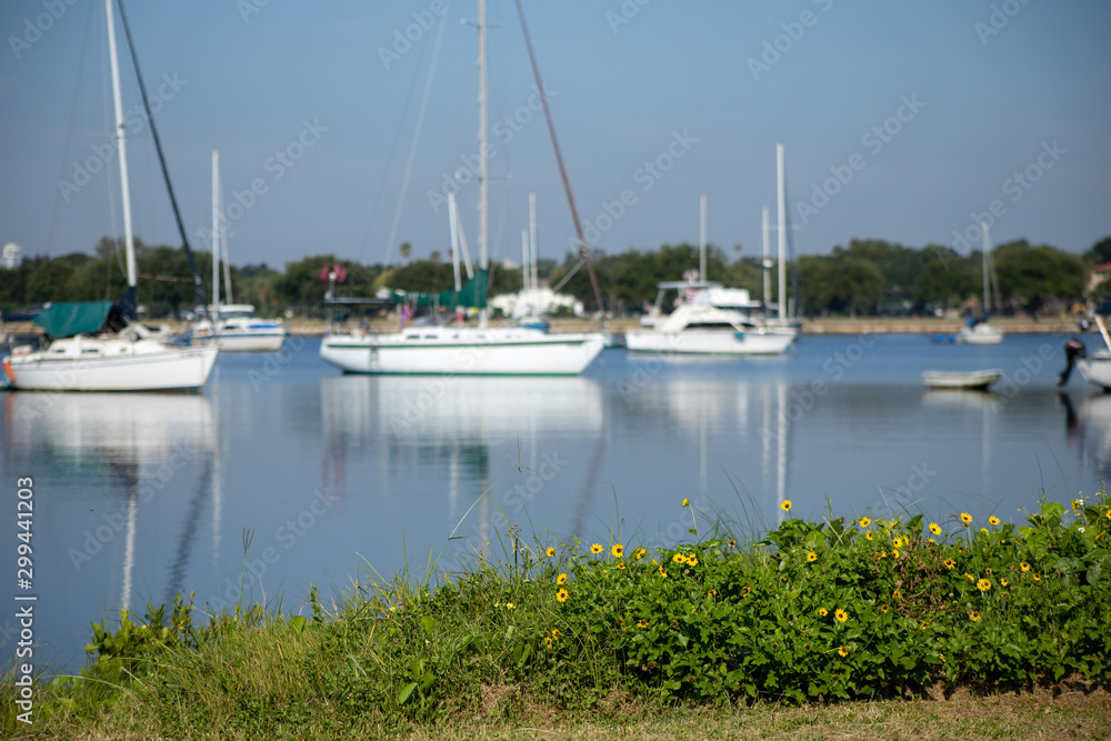 Fototapeta premium Sailboats moored in a calm bay off a grassy shore.