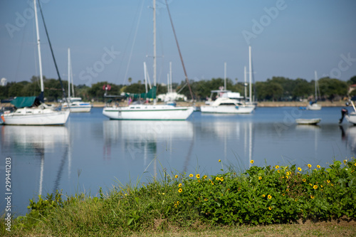 Sailboats moored in a calm bay off a grassy shore. © Li