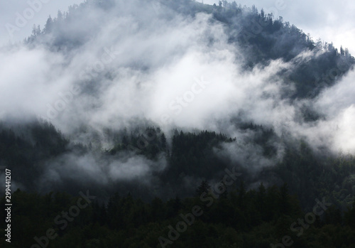 dark forest with fog in nothern europe. © LeitnerR