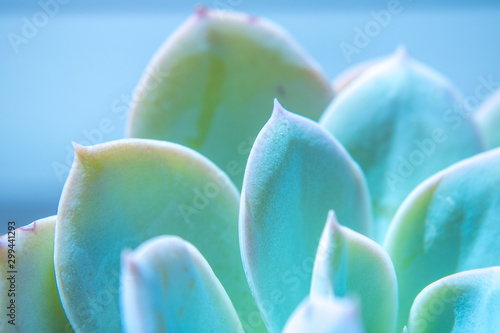 close-up photograhy of a succulent plant ith iridescent colors photo