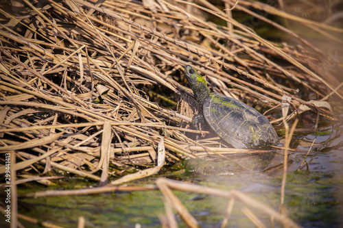 Emys orbicularis, The European pond turtle, also called commonly the European pond terrapin and the European pond tortoise, is a species of long-living freshwater turtle in the family Emydidae.