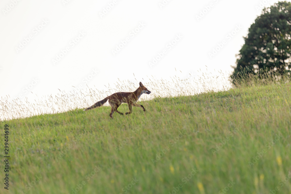 Red fox on an hill. (Vulpes vulpes). Red fox on an hill. (Vulpes vulpes).
