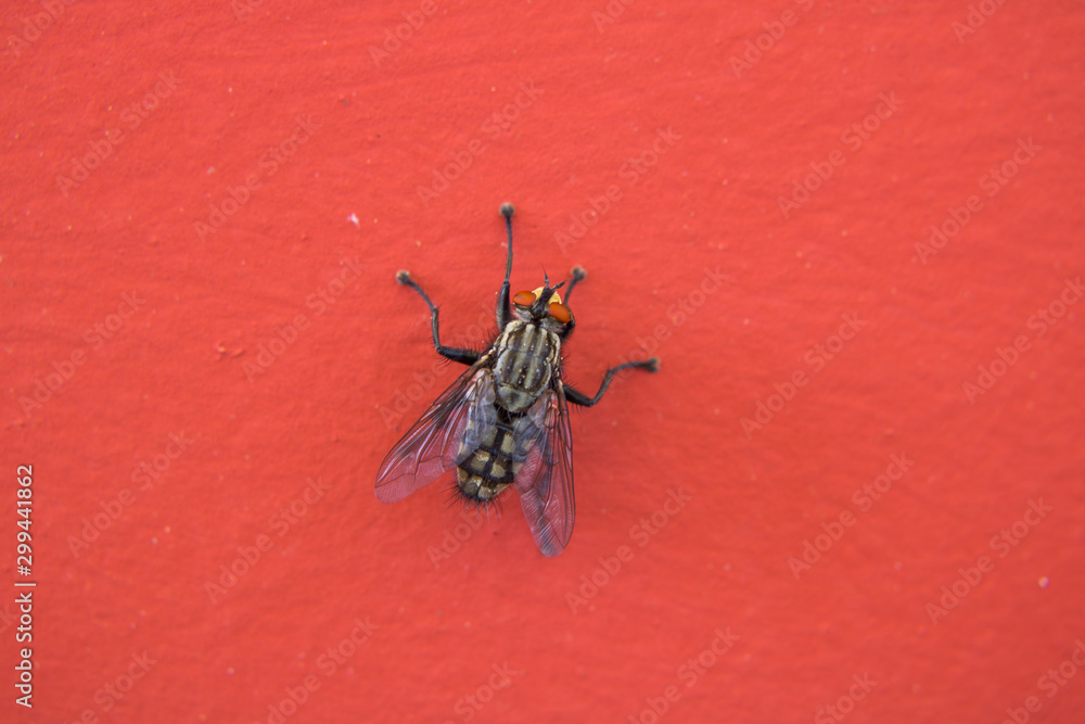 Macro photography of a house fly on a red background Macro photography of a house fly on a red background