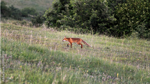 Fototapeta Naklejka Na Ścianę i Meble -  Red fox on an hill. (Vulpes vulpes).