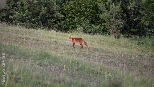 Red fox on an hill.  Vulpes vulpes .