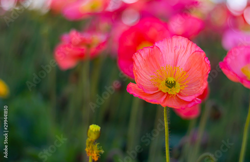 pretty bright pink Papaver poppy long stalk in garden in nature