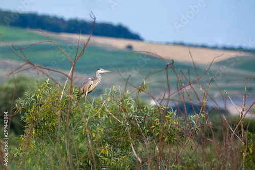 The grey heron (Ardea cinerea) is a long-legged predatory wading bird of the heron family, Ardeidae