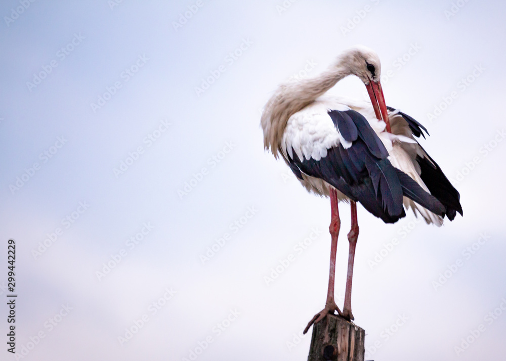 Fototapeta premium Ciconia ciconia at dusk