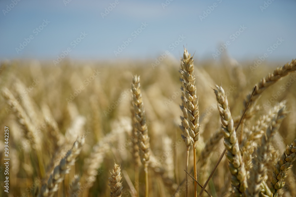 Closeup shot of wheat ears in harvesting season (summer) Closeup shot of wheat ears in harvesting season (summer)