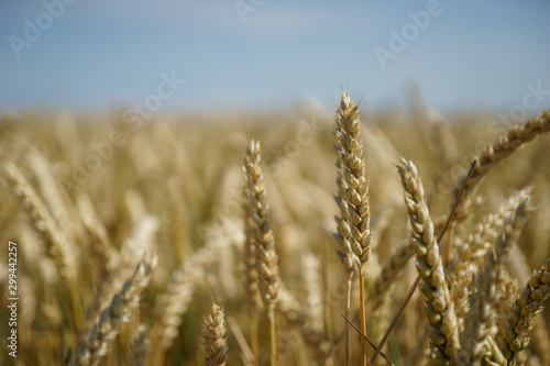 Closeup shot of wheat ears in harvesting season  summer 