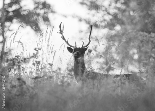 Fallow Deer, Dama dama, buck with antlers walking in a forest from South Romania