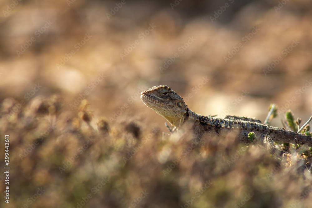 Fototapeta premium Stellagama is a monotypic genus of agamid lizard, containing the single species Stellagama stellio, also known as the starred agama or the roughtail rock agama.