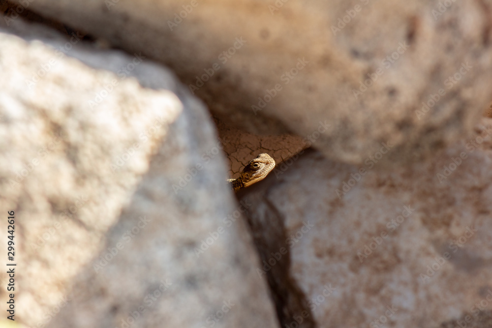 Stellagama is a monotypic genus of agamid lizard, containing the single species Stellagama stellio, also known as the starred agama or the roughtail rock agama. Stellagama is a monotypic genus of agamid lizard, containing the single species Stellagama stellio, also known as the starred agama or the roughtail rock agama.