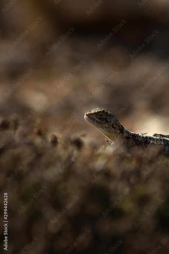 Stellagama is a monotypic genus of agamid lizard, containing the single species Stellagama stellio, also known as the starred agama or the roughtail rock agama. Stellagama is a monotypic genus of agamid lizard, containing the single species Stellagama stellio, also known as the starred agama or the roughtail rock agama.