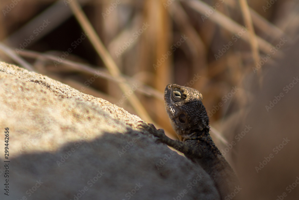 Stellagama is a monotypic genus of agamid lizard, containing the single species Stellagama stellio, also known as the starred agama or the roughtail rock agama. Stellagama is a monotypic genus of agamid lizard, containing the single species Stellagama stellio, also known as the starred agama or the roughtail rock agama.